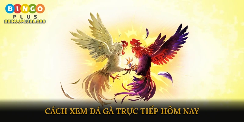 Cách xem đá gà trực tiếp hôm nay
