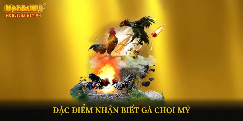 Đặc Điểm Nhận Biết Gà Chọi Mỹ