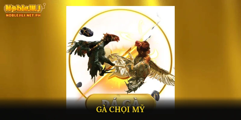Gà Chọi Mỹ