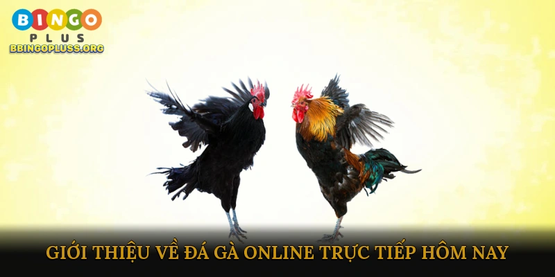 Giới thiệu về đá gà online trực tiếp hôm nay