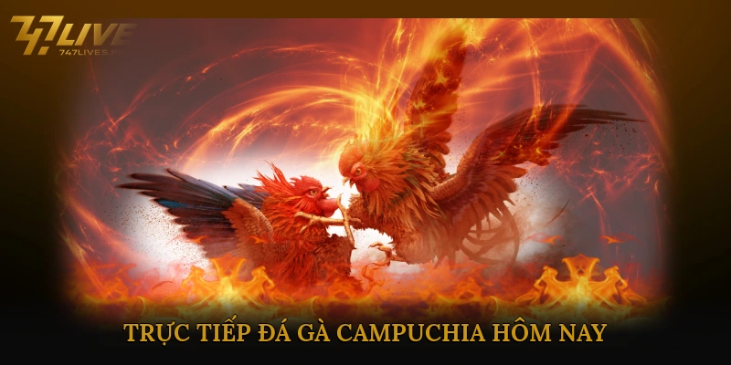 Trực tiếp đá gà Campuchia hôm nay