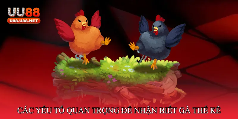 Các yếu tố quan trọng để nhận biết gà thế kê