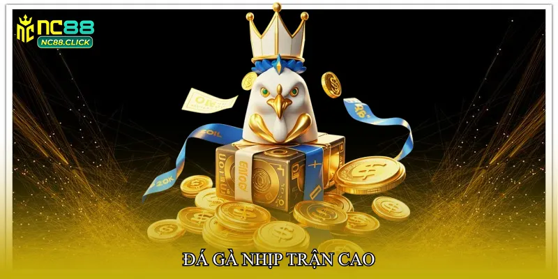 Đá gà nhịp trận cao