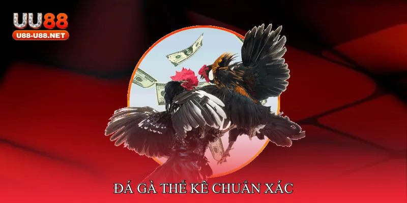 đá gà thế kê chuẩn xác