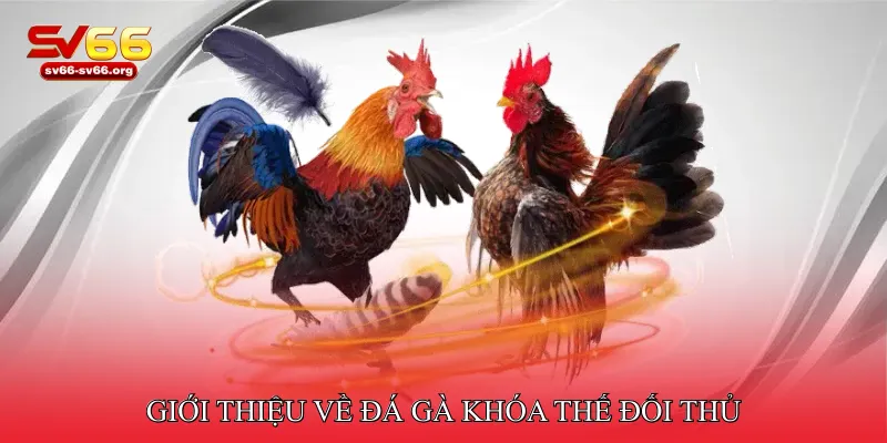 Giới thiệu về đá gà khóa thế đối thủ